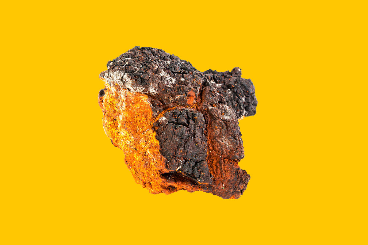 Chaga