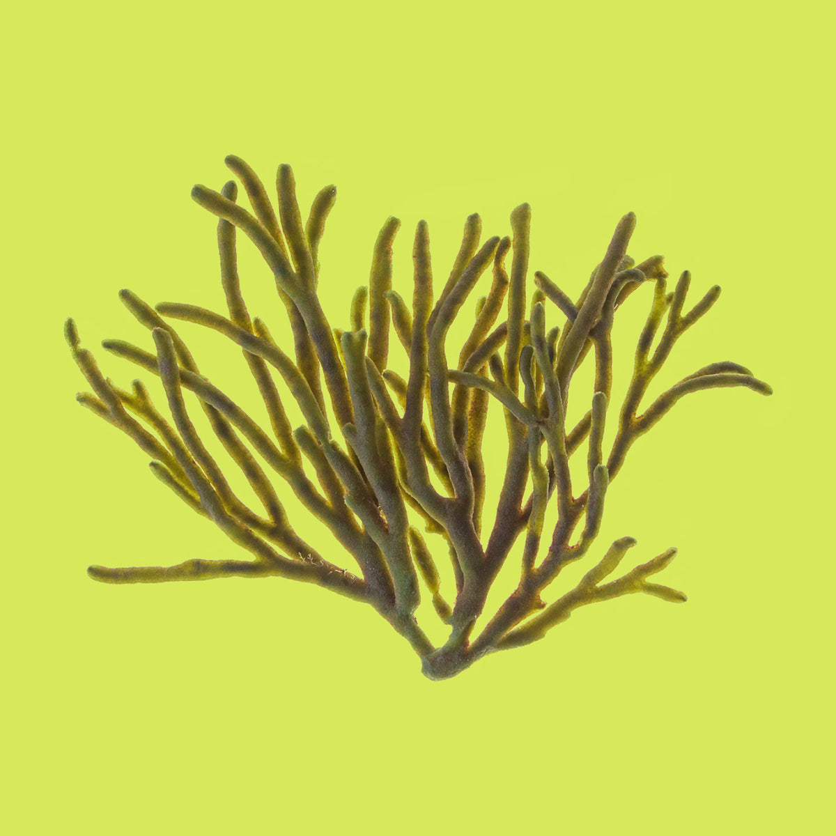 Codium Tomentosum extract