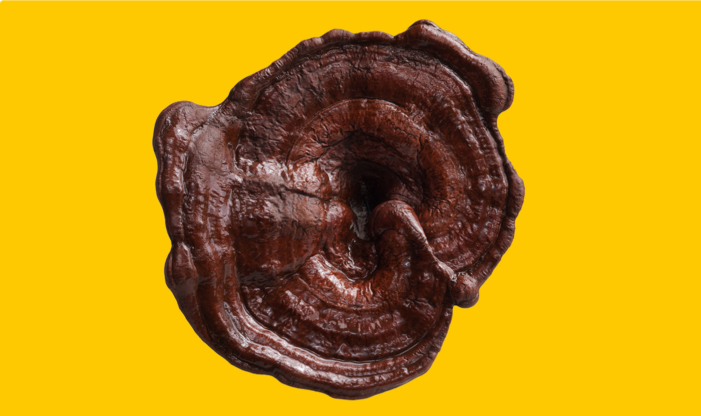 Djusie Reishi mushroom home