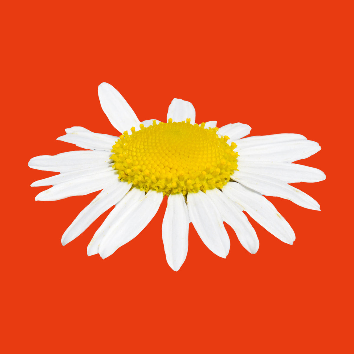 Merisaunio