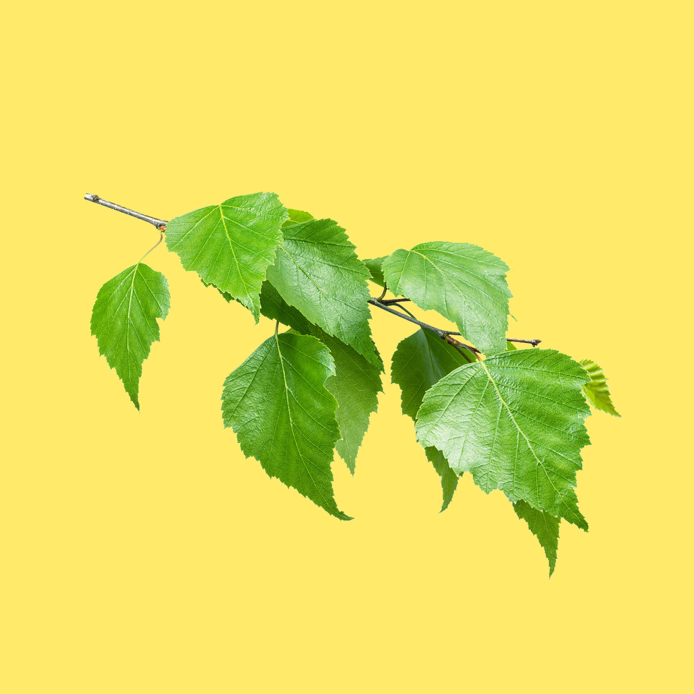 Birch sap