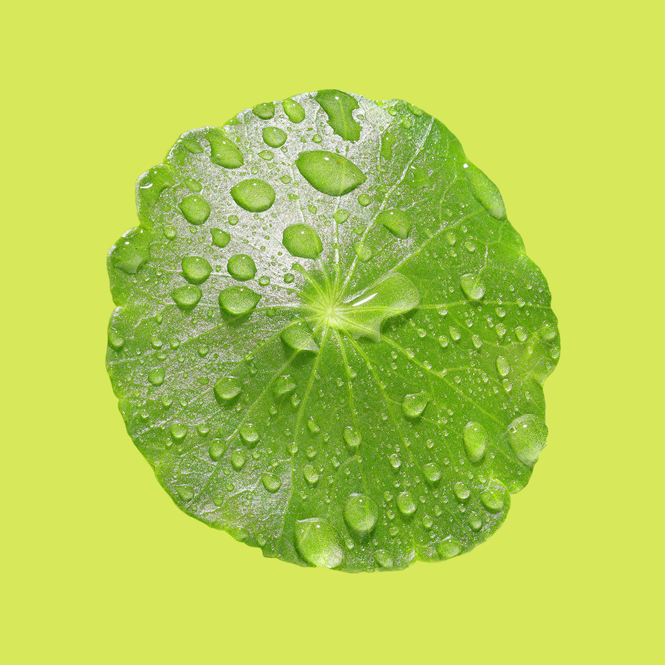 Gotu Kola