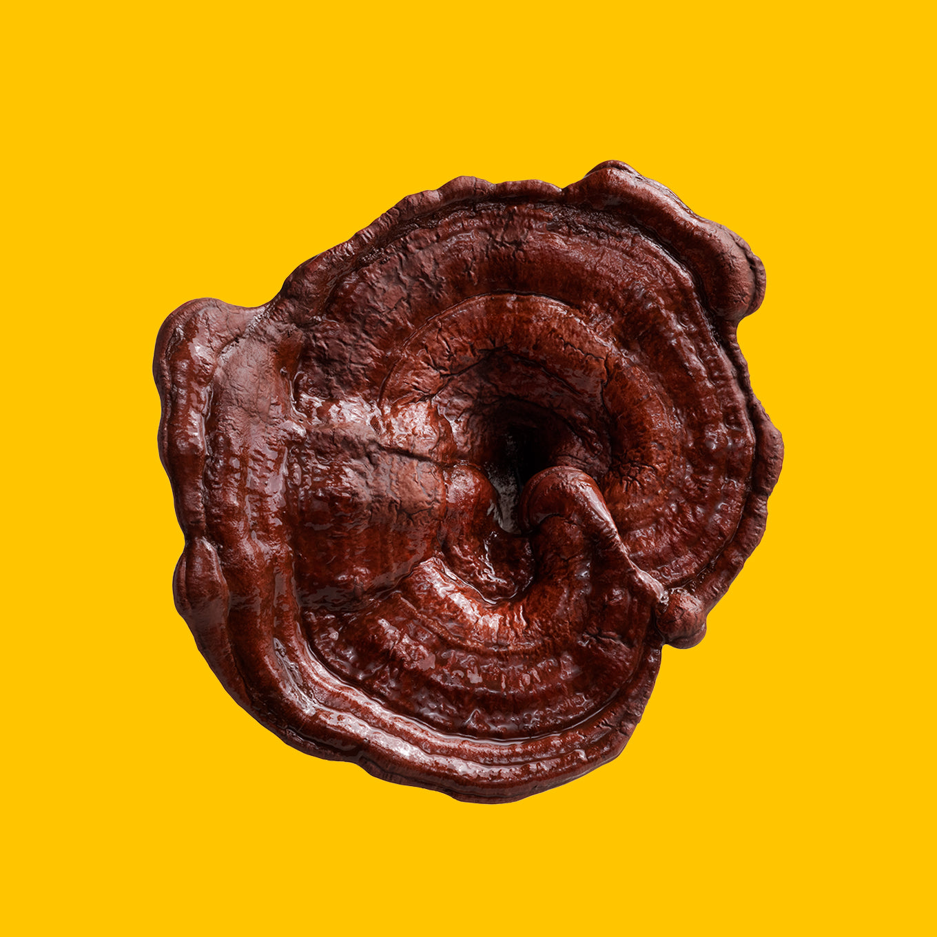 Reishi