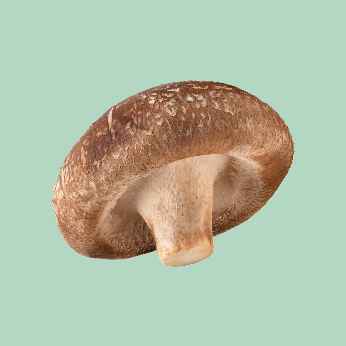 Shiitake